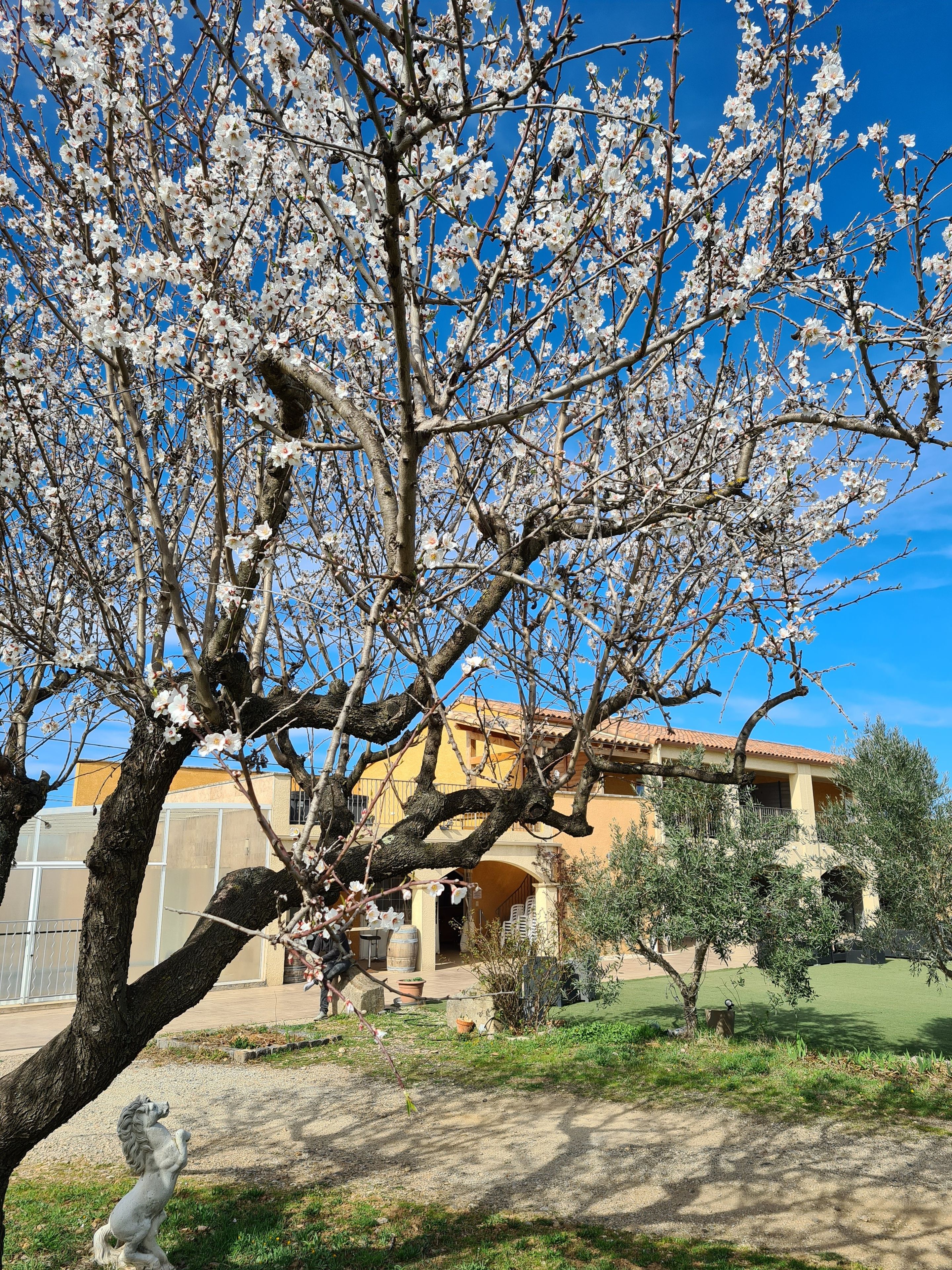 A tree with white blossoms in front of a building with a yellow facade.