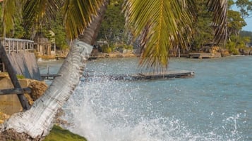 Una palmera se inclina sobre una costa rocosa con agua salpicando.