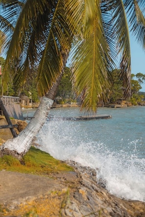 Una palmera se inclina sobre una costa rocosa con agua salpicando.