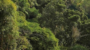A resort with multiple buildings, a swimming pool, and lush greenery.