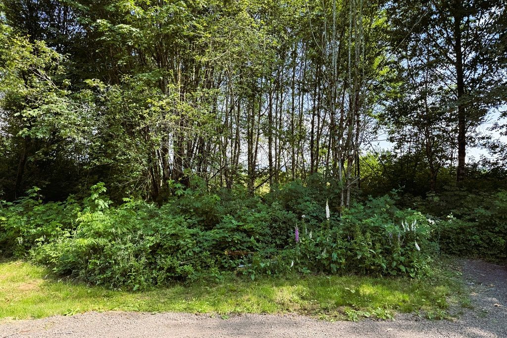 Paesaggio naturale con fitta vegetazione e un sentiero sterrato.