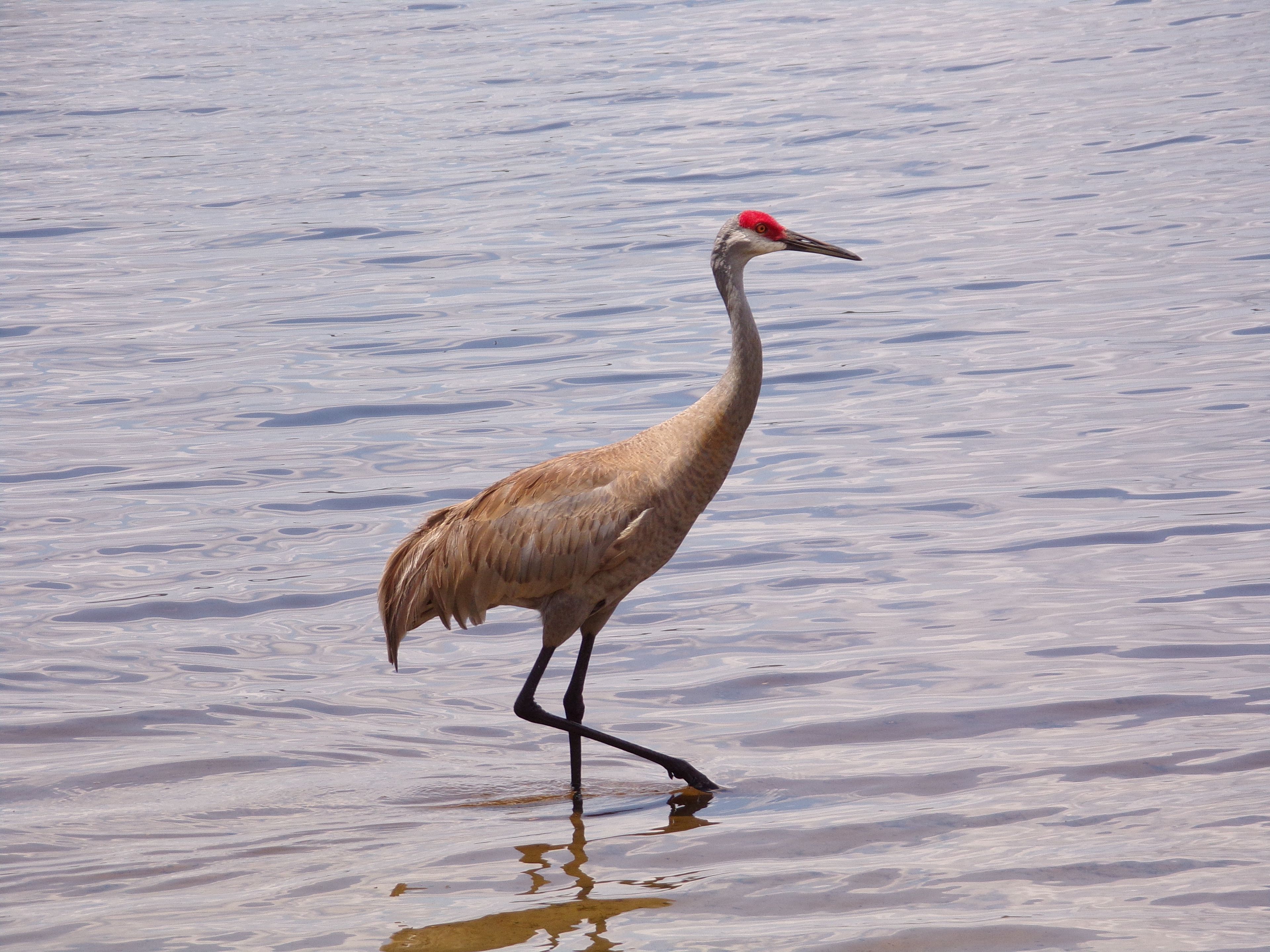 A bird walking in shallow water.