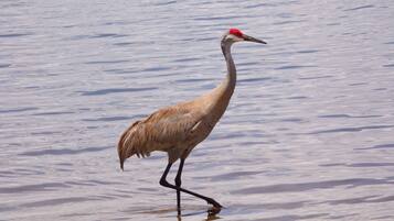 A bird walking in shallow water.