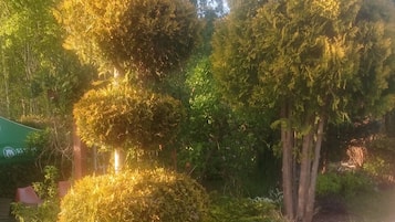 Taman