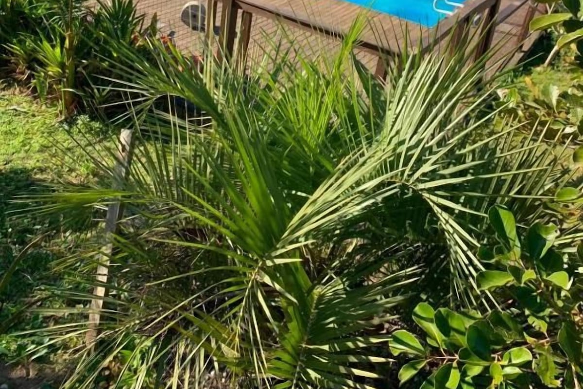 Une piscine rectangulaire dotée d’une terrasse en bois, entourée d’une végétation luxuriante et d’arbres.