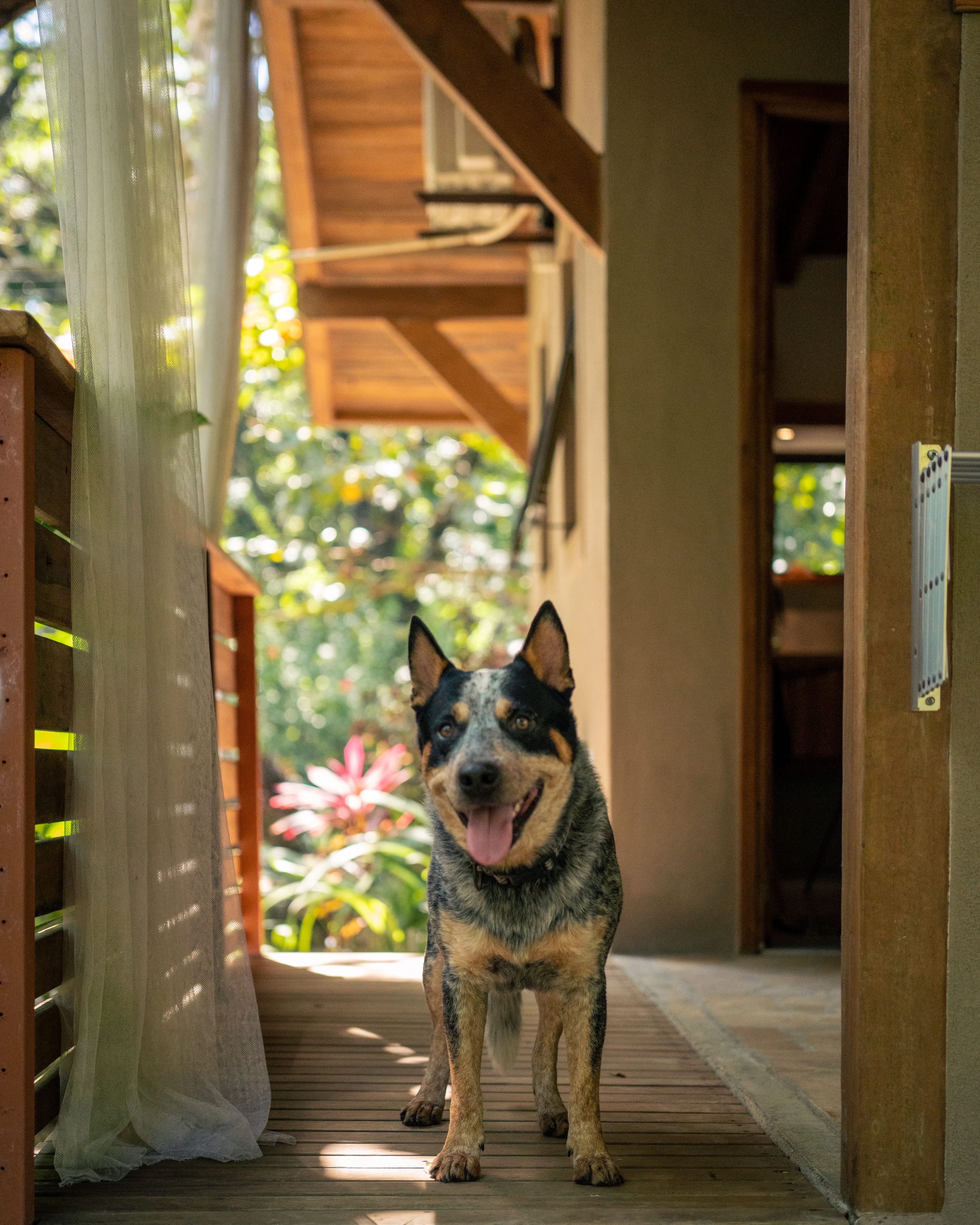 A dog standing on a wooden deck with a wooden structure in the background.