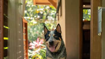 A dog standing on a wooden deck with a wooden structure in the background.