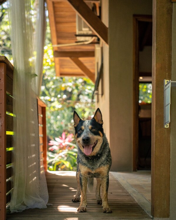 A dog standing on a wooden deck with a wooden structure in the background.
