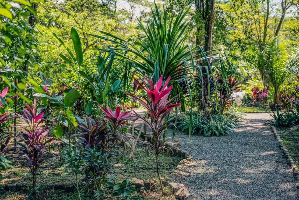 Un sendero en un jardín rodeado de plantas y árboles.