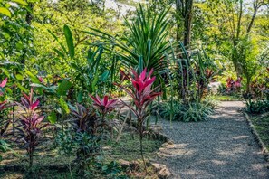 A garden pathway surrounded by various plants and trees.