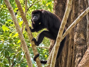 Un gorila trepando a un árbol en una zona boscosa.