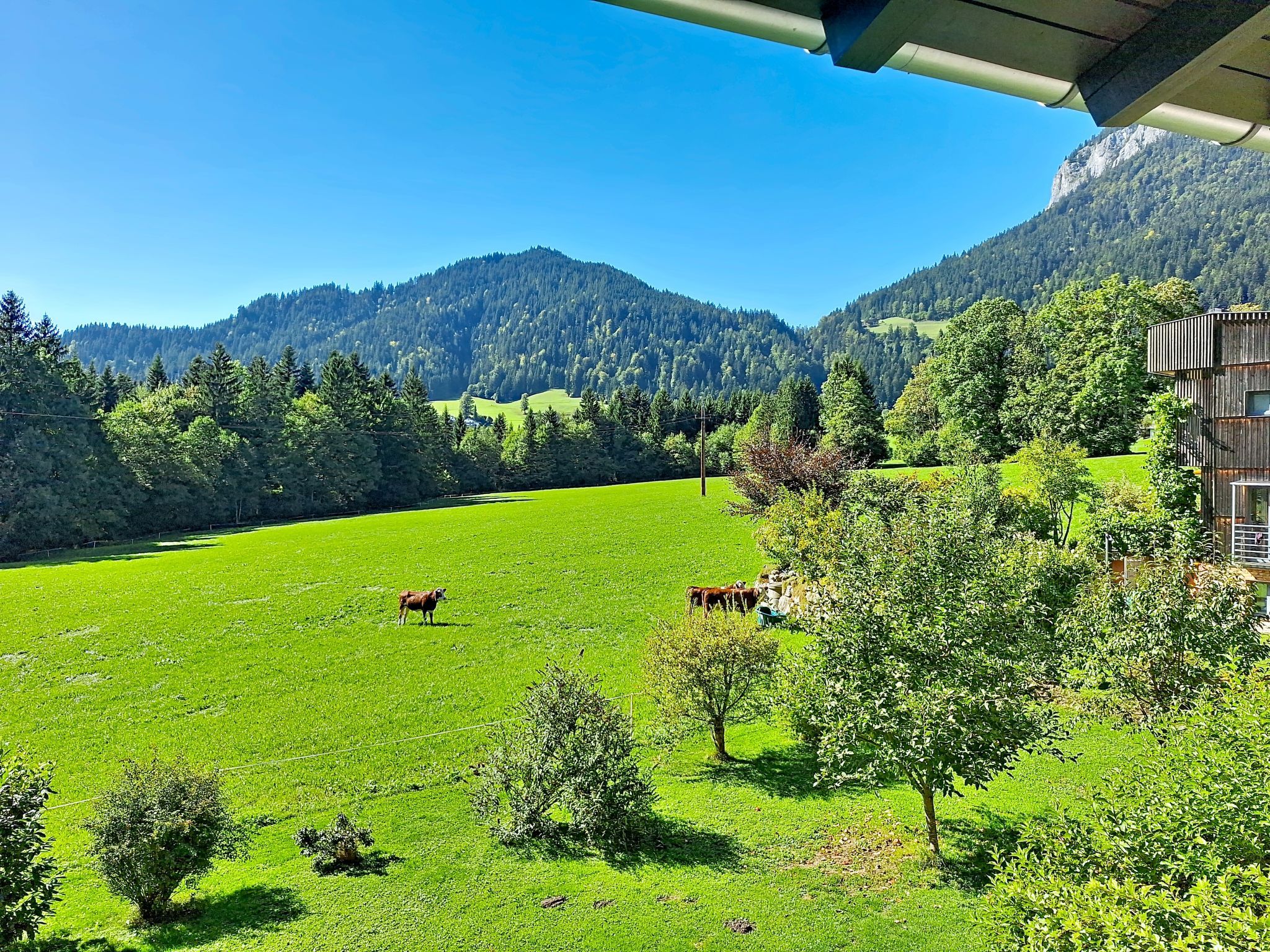 A green field with cows, trees, and a mountain in the background.