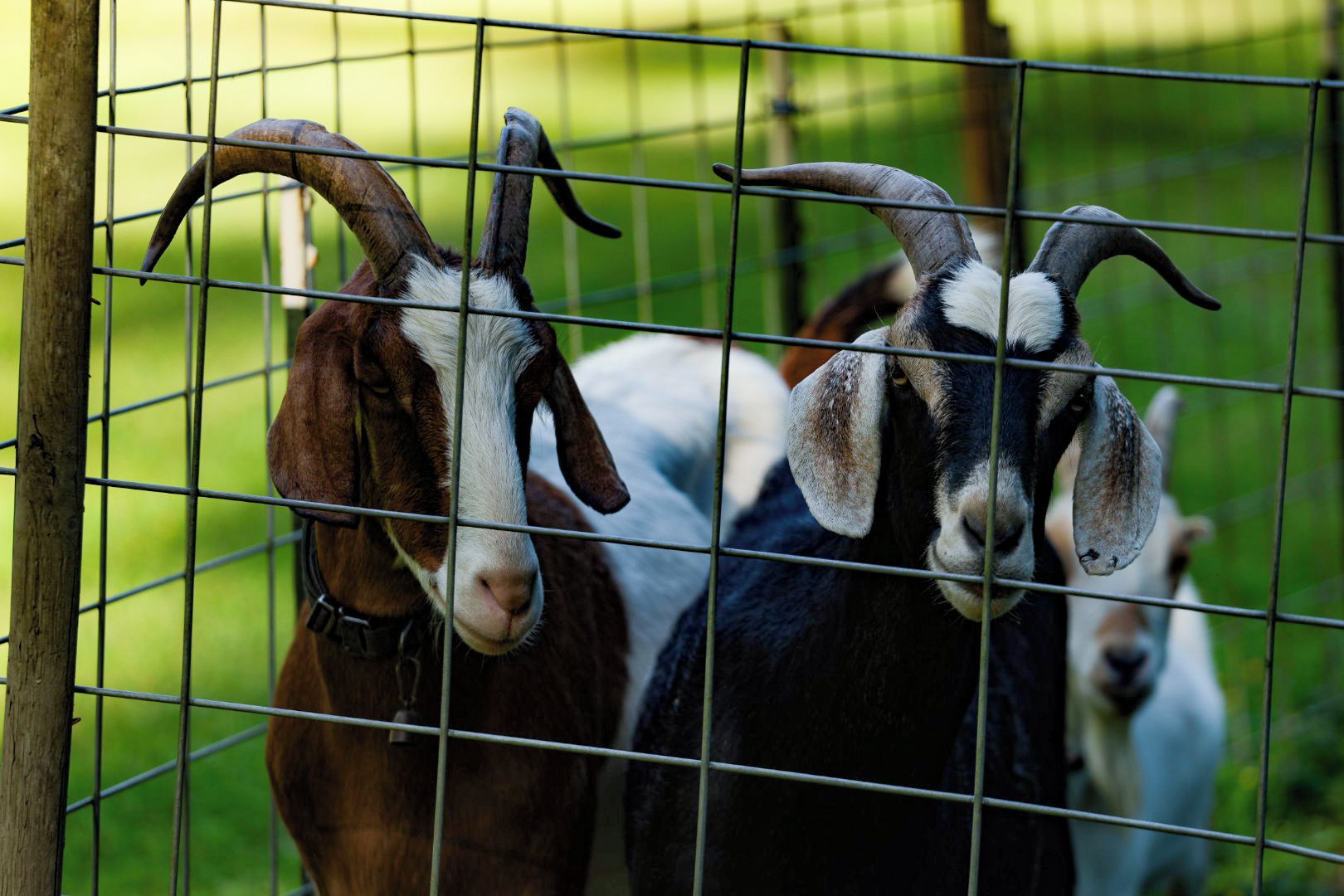 Two goats with prominent horns behind a wire fence.