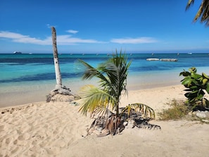A beach with clear turquoise water, a palm tree, and a sandy shore.