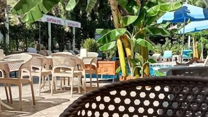 Una mesa con un objeto verde, una silla tejida y una palmera bananera al fondo.