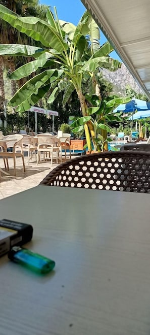 Una mesa con un objeto verde, una silla tejida y una palmera bananera al fondo.