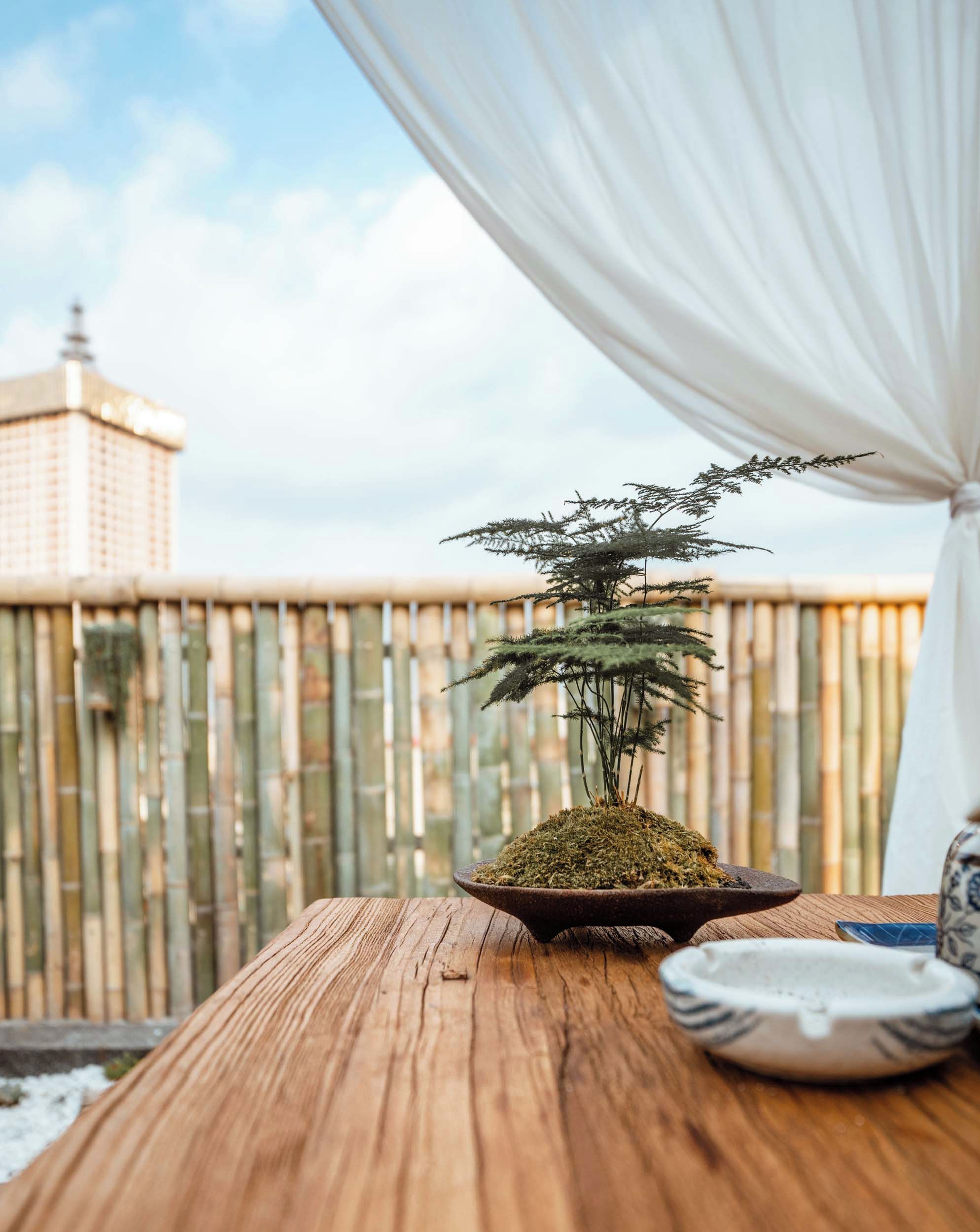 Un albero bonsai su un tavolo di legno, con vista su una recinzione di bambù e un edificio sullo sfondo.