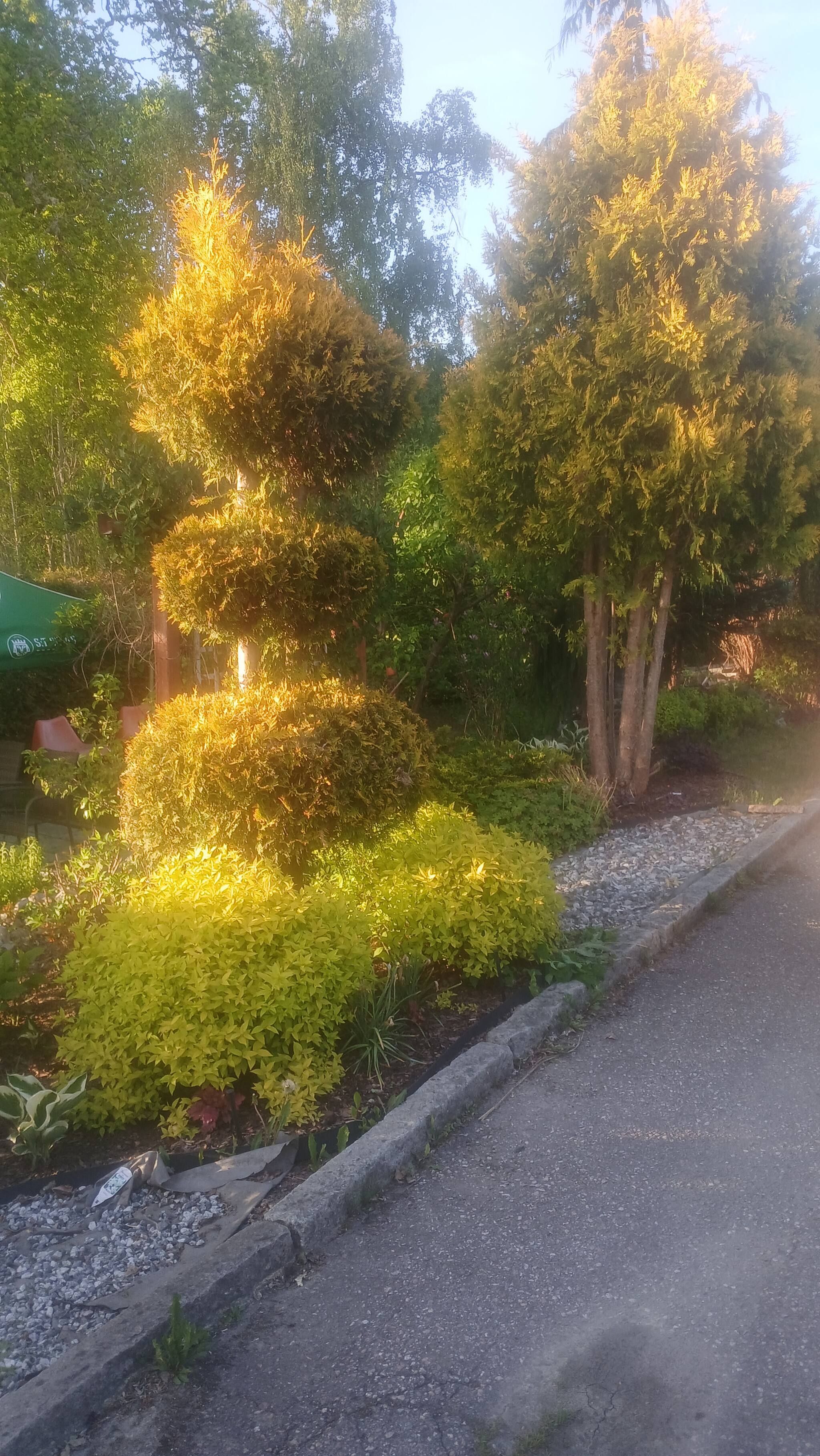 Ein angelegter Garten mit verschiedenen Sträuchern und Bäumen, einem gepflasterten Weg und einem Steingrenze.