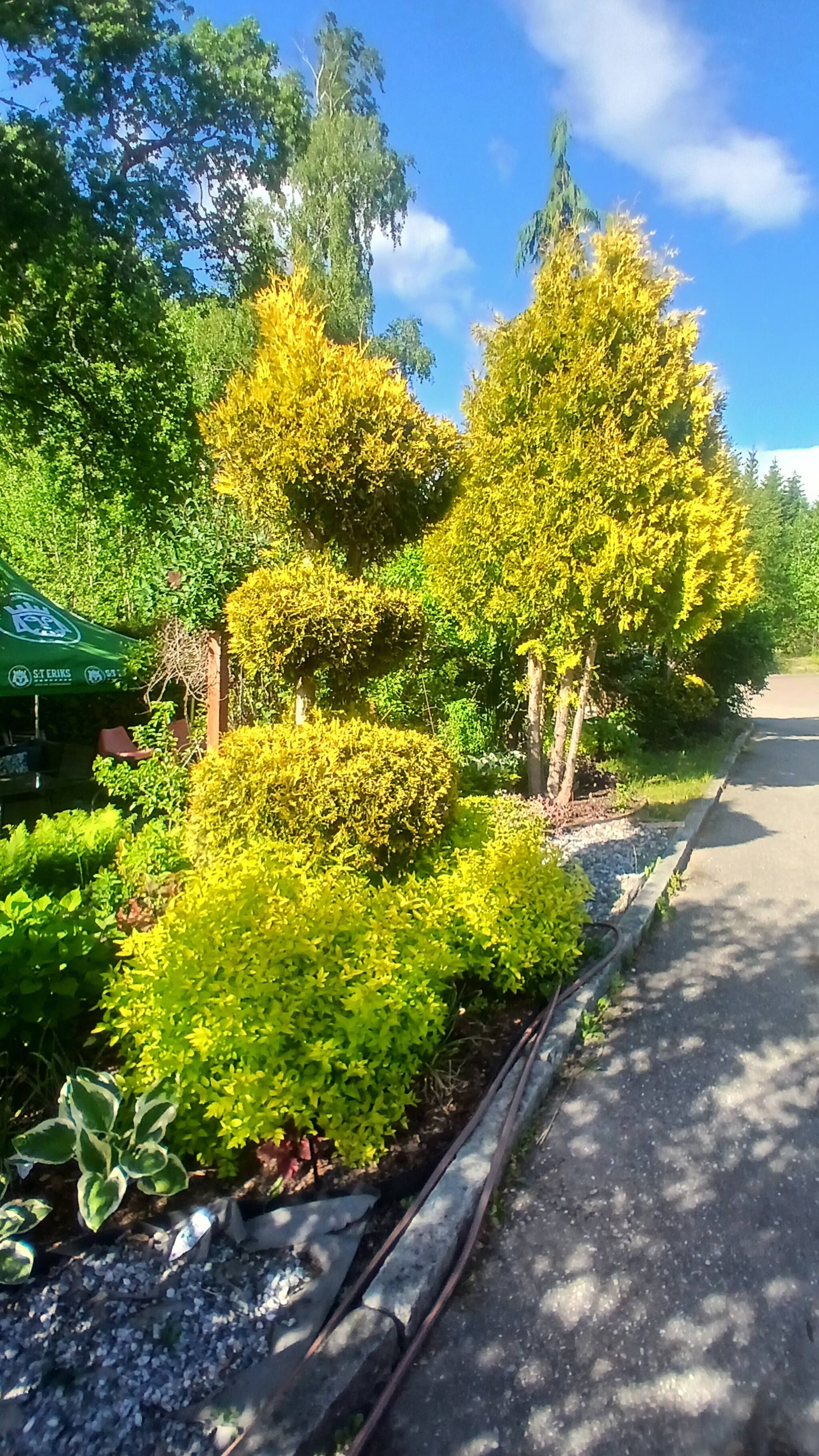 A landscaped garden with various shrubs and trees, a paved path, and a green tent.