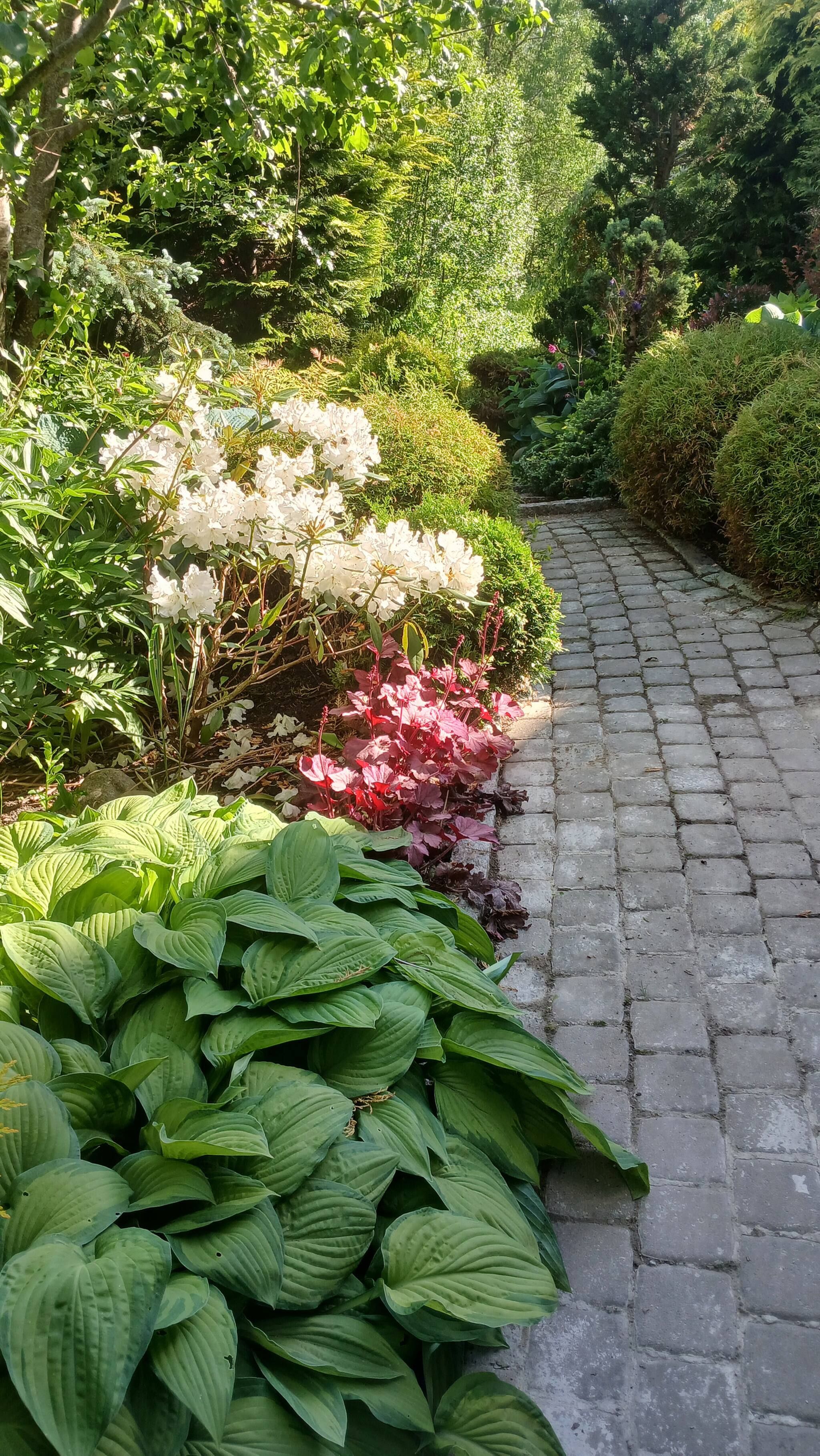 Un sendero en un jardín con diversas plantas y flores.