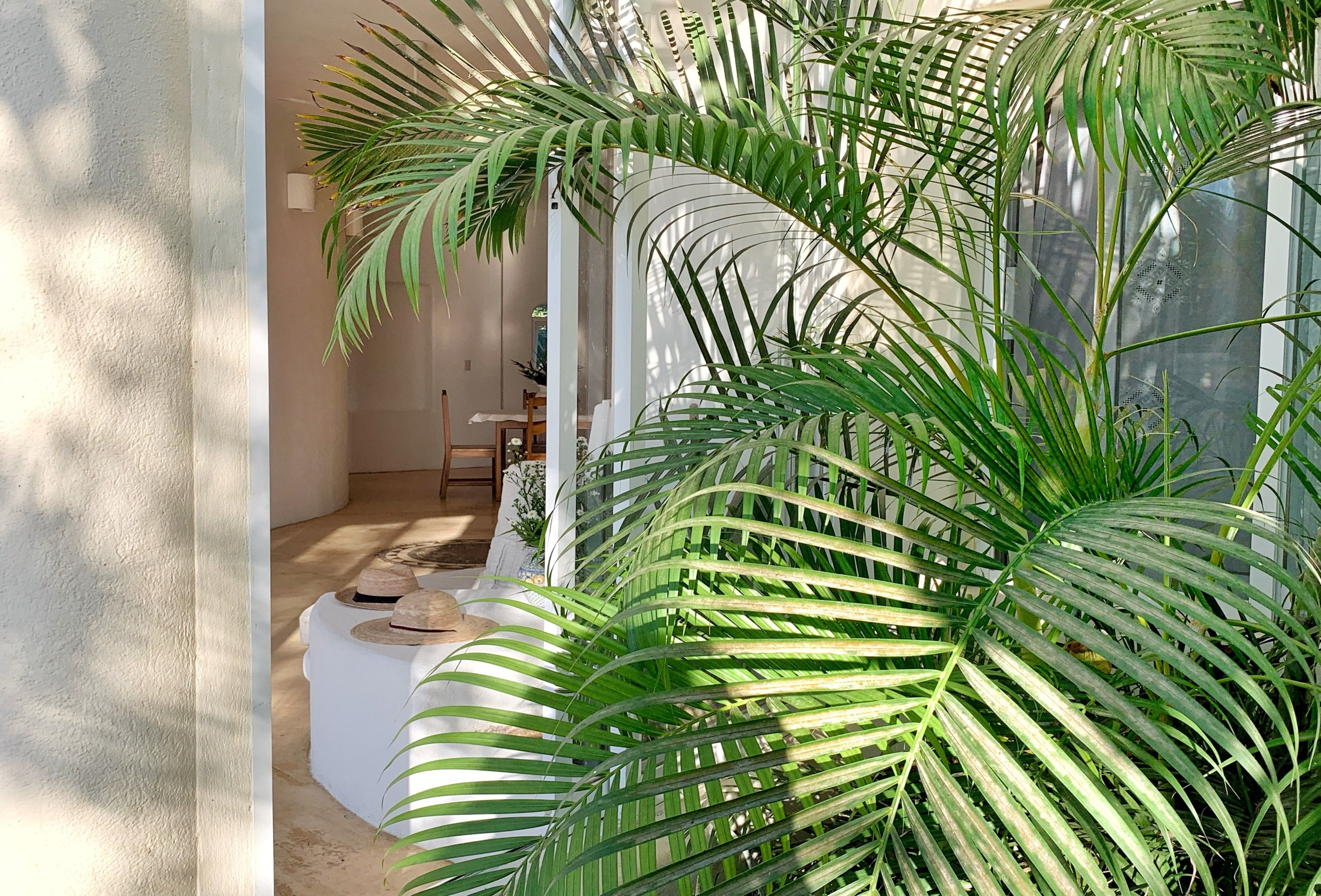 A room with a large potted plant, a dining table with chairs, and a window with blinds.