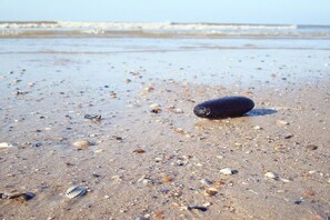 Ein Strand mit verstreuten Muscheln und einem dunklen Gegenstand im Sand.