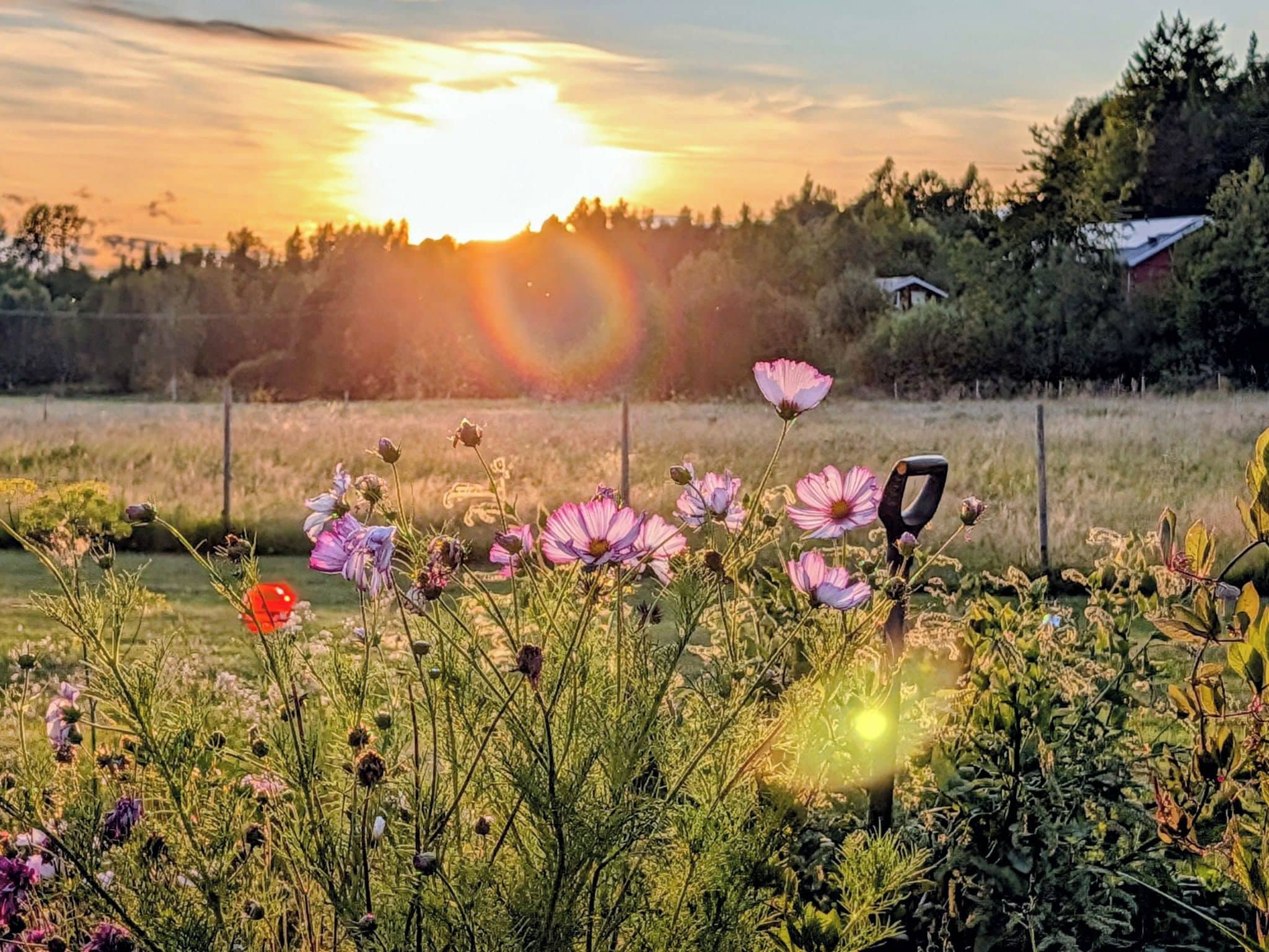 Un campo lleno de flores silvestres con un atardecer de fondo.