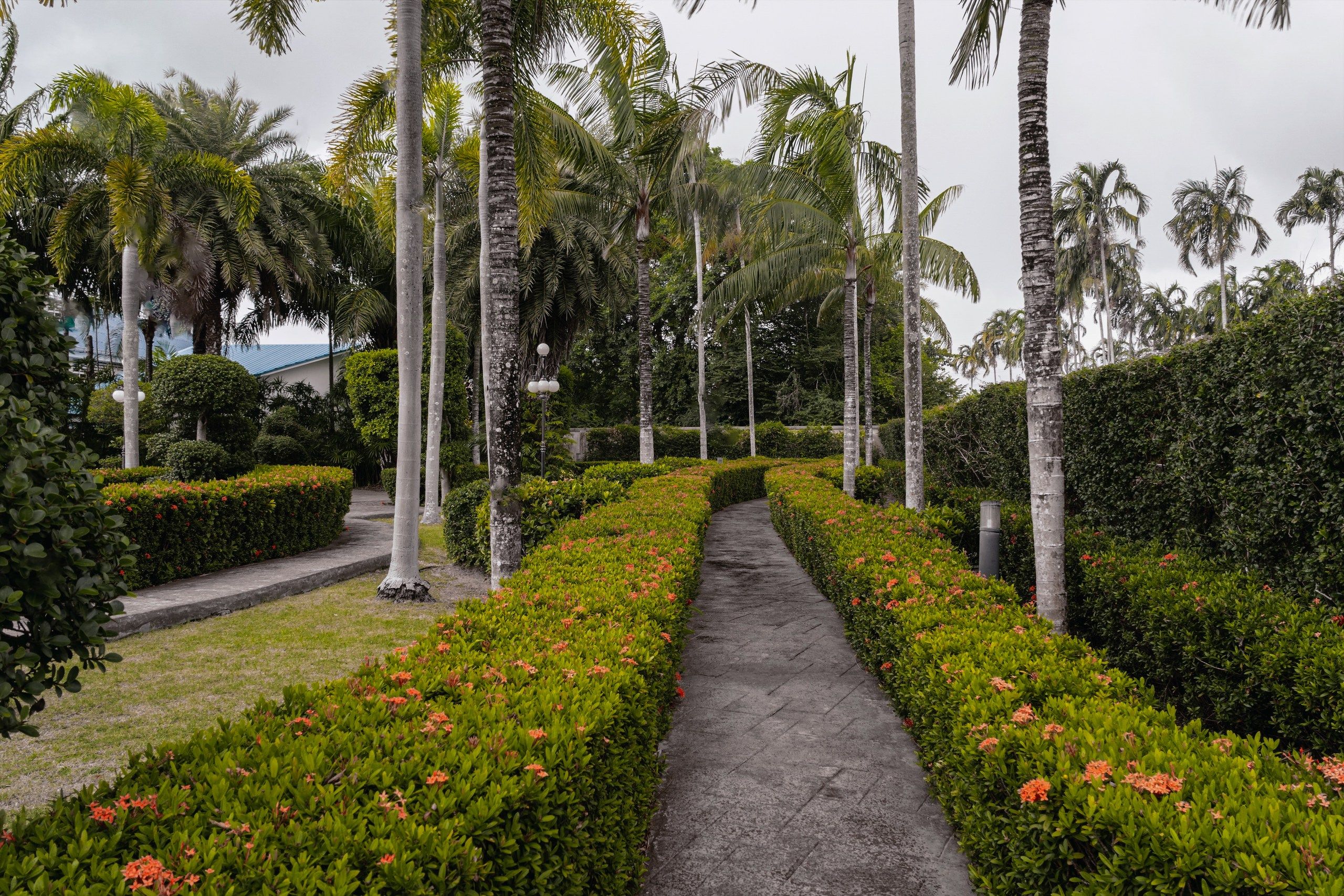 Un sendero bordeado por palmeras y arbustos florecientes, que atraviesa un jardín paisajístico.