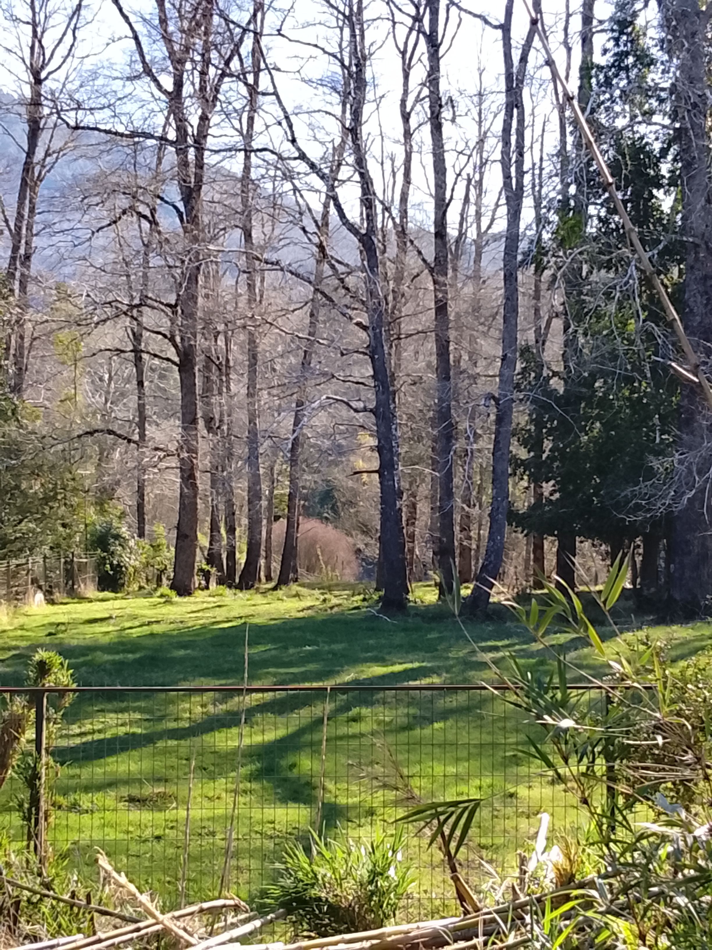 Zona verde cercada con árboles y cielo despejado.