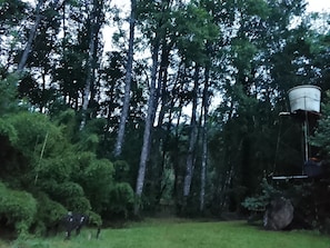 A forested area with tall trees and a water tank structure.