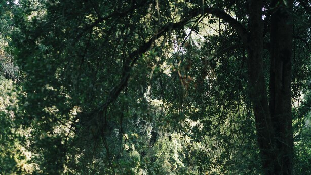 A bench by a calm lake surrounded by dense trees. - Río Liucura Cabins for Two People (Pucón)