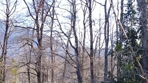 A fenced grassy area with trees and a clear sky. - Río Liucura Cabins for Two People (Pucón)