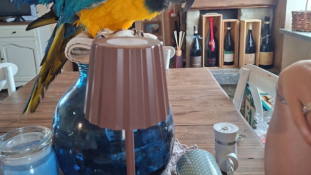 A parrot perched on a lamp base, a wooden table with various items, and a brick wall with a window. - LA NOCCIOLINA CASCINA MOSE, nestled in nature among farm animals (Ovada)