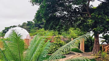Un jardín con un árbol grande, una estructura en forma de cúpula y diversas plantas tropicales.