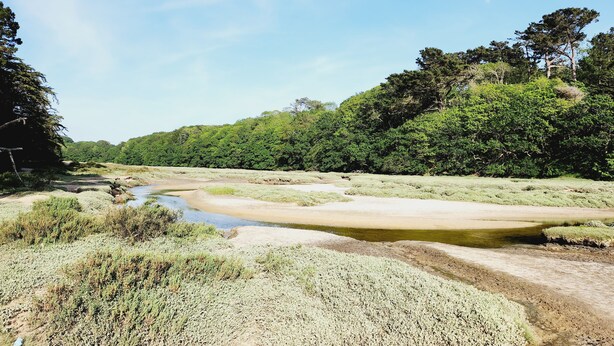 Eine natürliche Landschaft mit einem Fluss, dichtem Grün und Bäumen.