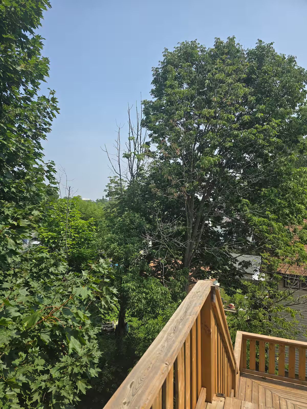 Une terrasse en bois dotée d’une rambarde, entourée d’un feuillage verdoyant et dense ainsi que d’arbres.