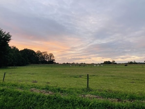 Ein grasbewachsenes Feld mit einem Zaun und Bäumen im Hintergrund.