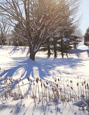 A snowy landscape with trees and cattails.