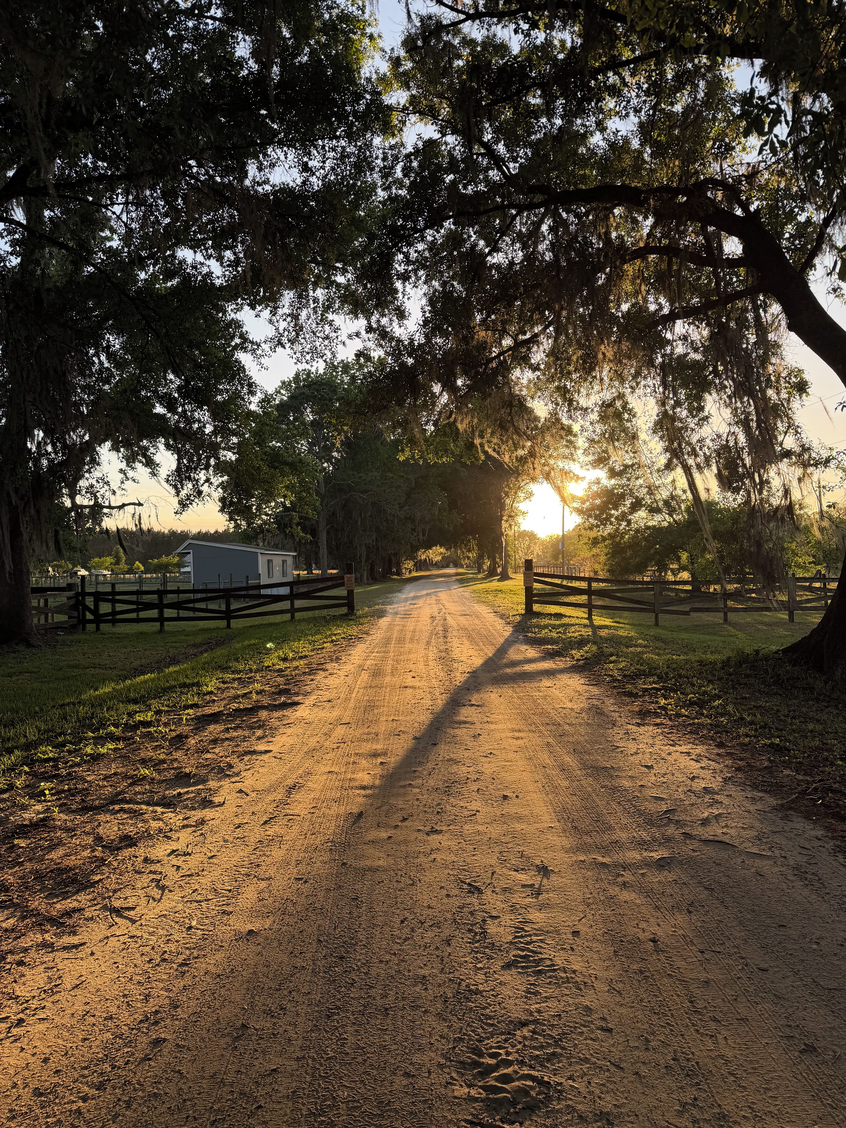 A dirt road leading to a gated area with trees and a building in the distance.
