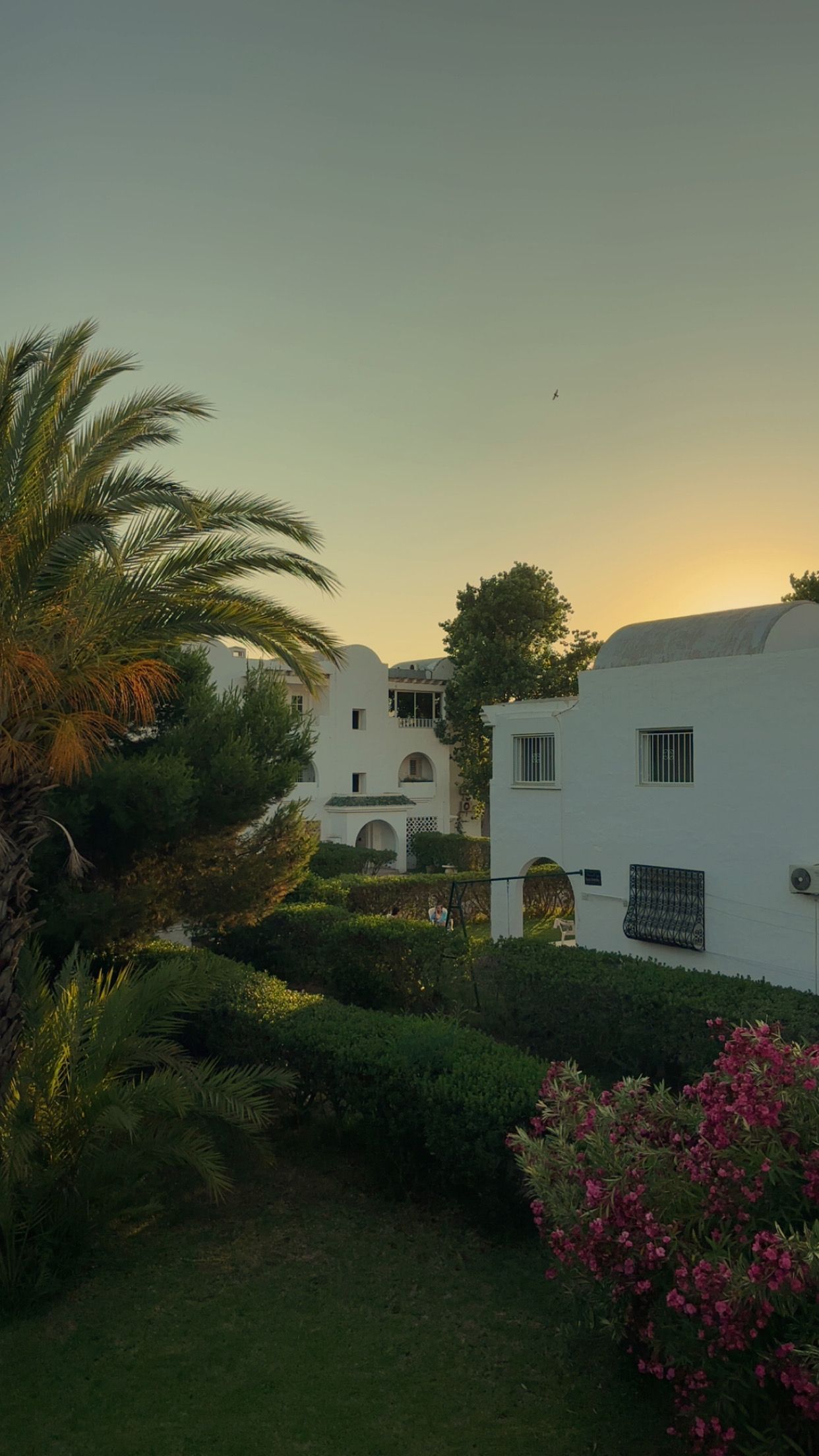 Une cour bordée de bâtiments blancs, de palmiers et surplombée d’un ciel dégagé.