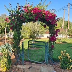 A garden with a metal gate, a green fence, and flowering plants. - Heading South Private Oasis (Quarteira)