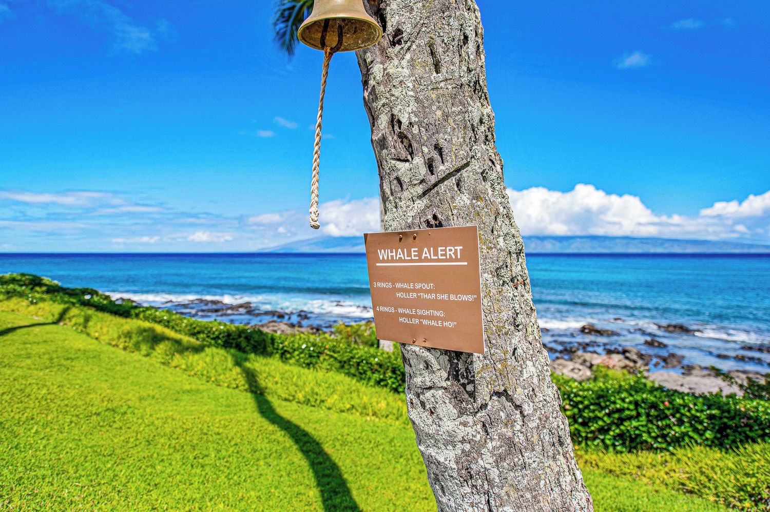 Un arbre sur lequel est fixé un panneau indiquant un risque de présence de baleines, une corde et une vue sur l’océan.