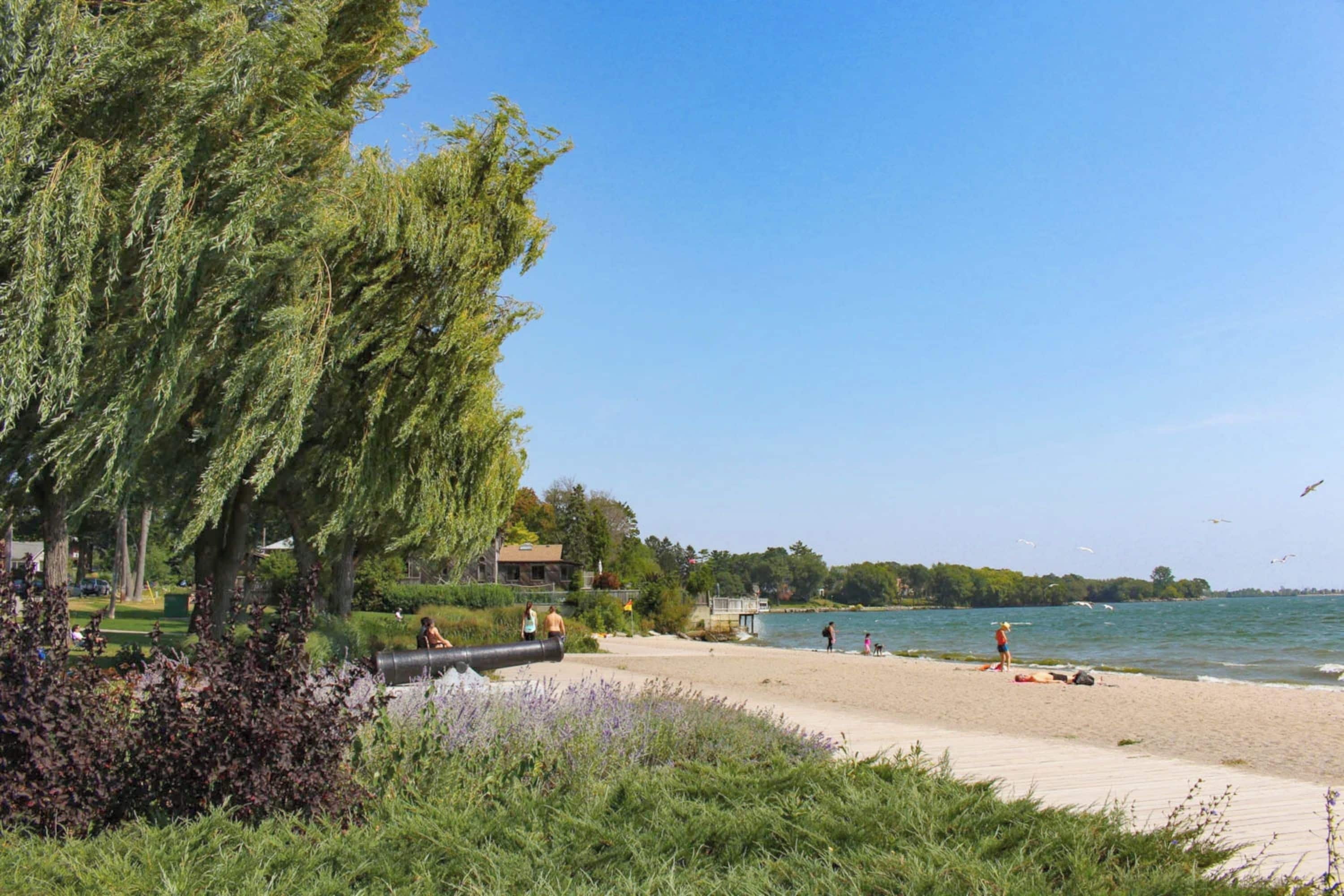 A beach with a wooden boardwalk, a large weeping willow tree, and a view of the water.