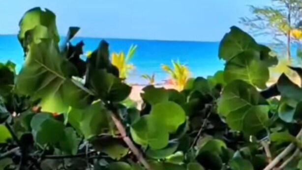 Uitzicht op een strand met blauwe lucht en begroeiing op de voorgrond.
