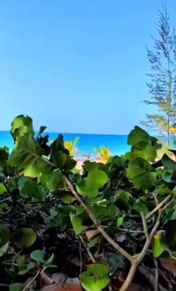 Blick auf einen Strand mit blauem Himmel und Grün im Vordergrund.