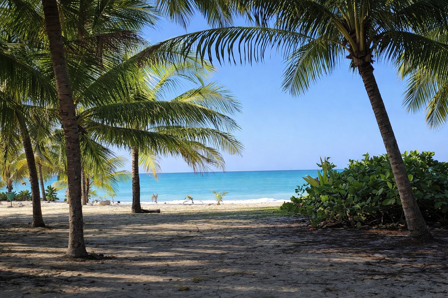 A beach with palm trees and a clear view of the ocean.