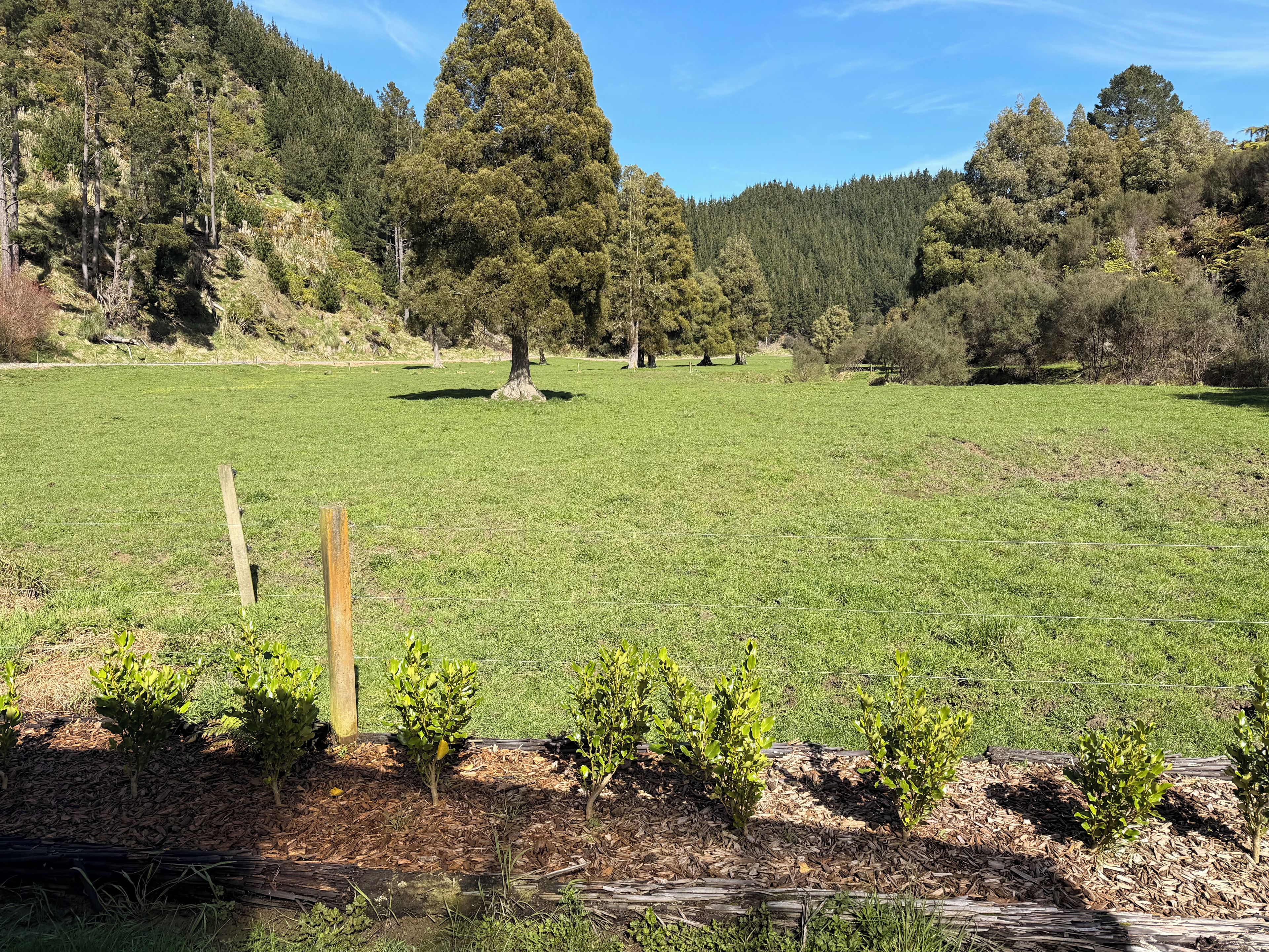 Un champ herbeux avec une clôture en bois et de petits arbres au premier plan.