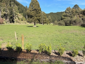 A grassy field with a wooden fence and small trees in the foreground.
