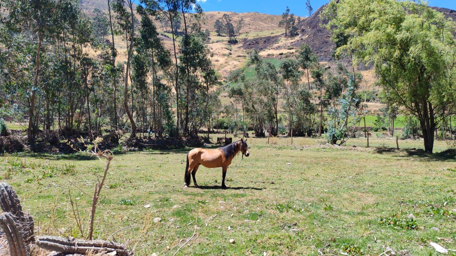 A horse in a grassy field with trees and hills in the background.