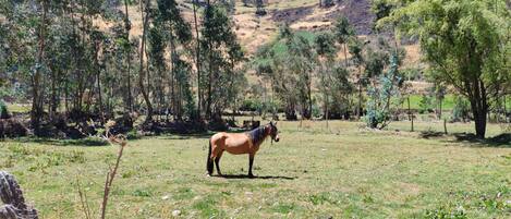A horse in a grassy field with trees and hills in the background.